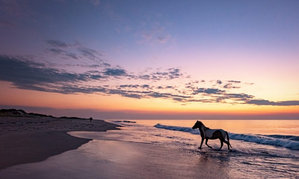 Beach-Assateague-Wild-Ponies-Sunset-Jen-Britton-2018-2-scaled.jpg